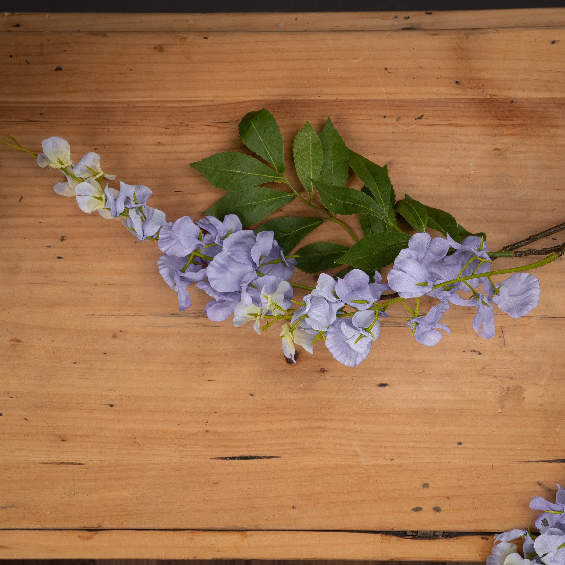 Lilac Wisteria